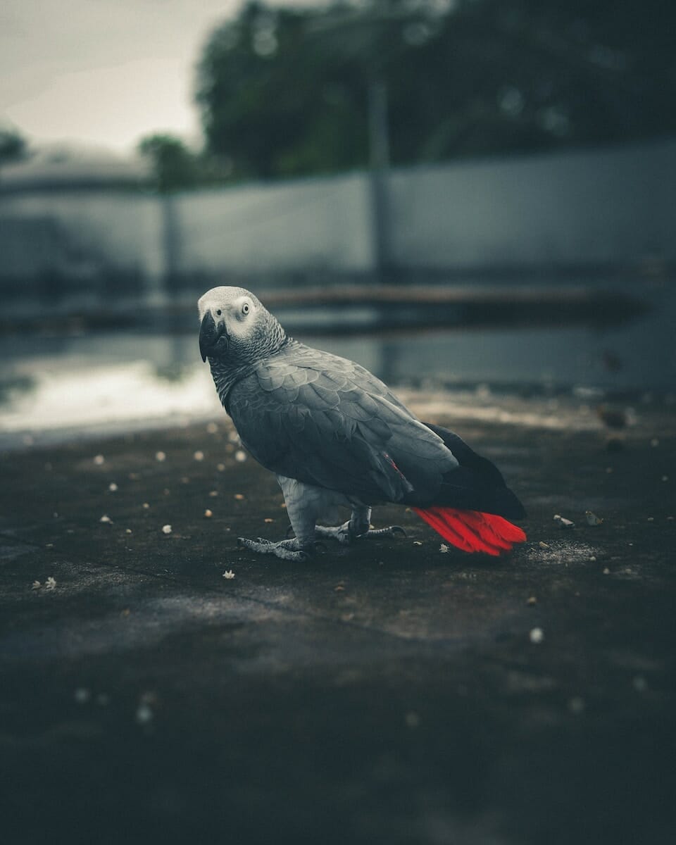 gray and white bird on black concrete floor